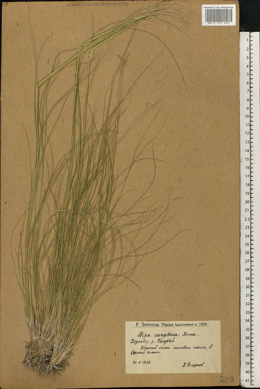 Stipa sareptana A.K.Becker, Eastern Europe, Lower Volga region (E9) (Russia)