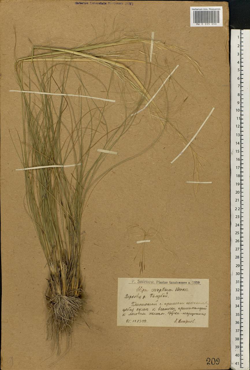 Stipa sareptana A.K.Becker, Eastern Europe, Lower Volga region (E9) (Russia)