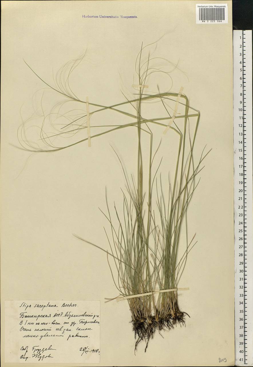 Stipa sareptana Beck, Eastern Europe, Eastern region (E10) (Russia)