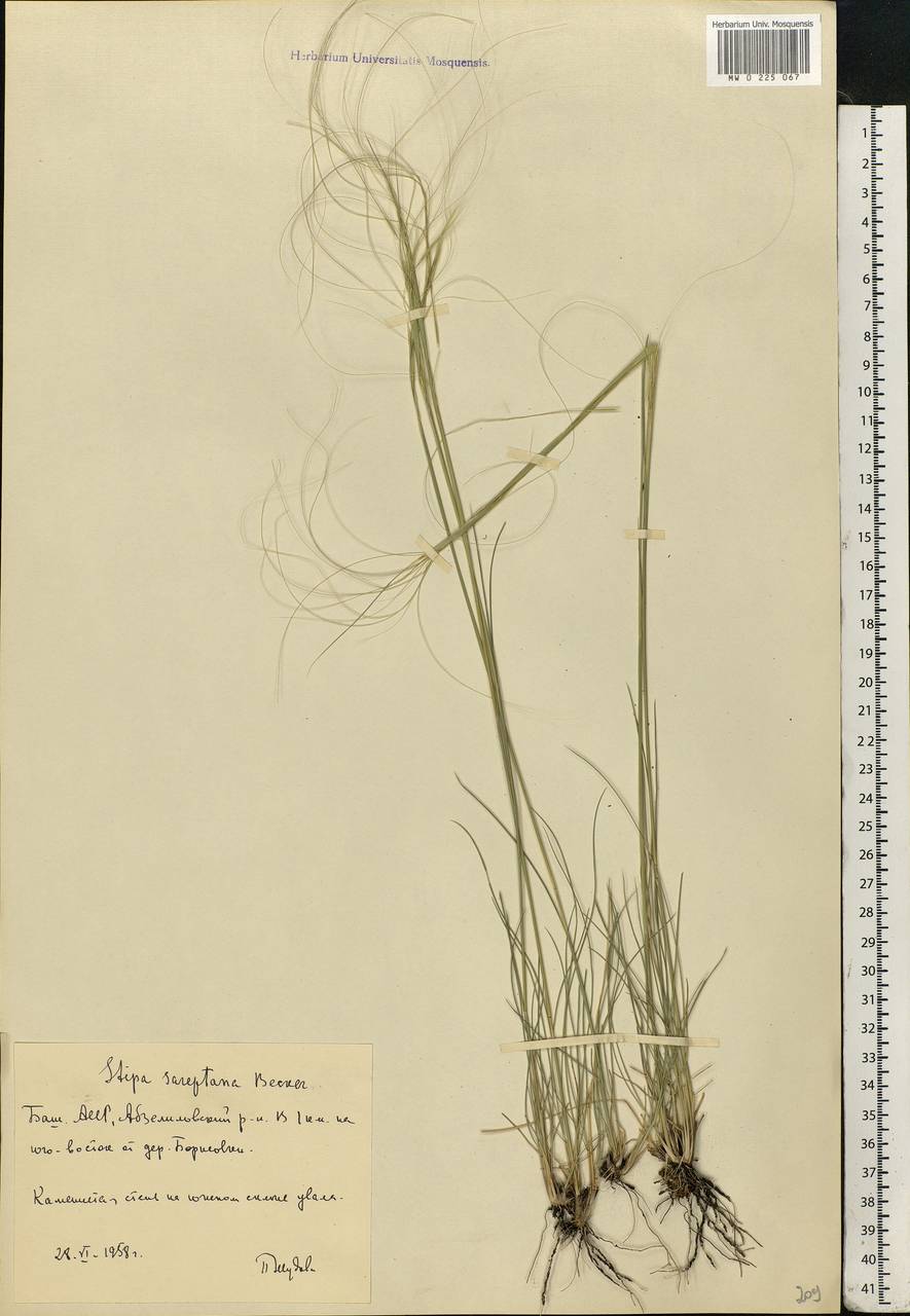 Stipa sareptana Beck, Eastern Europe, Eastern region (E10) (Russia)