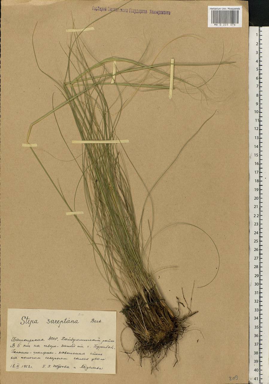 Stipa sareptana Beck, Eastern Europe, Eastern region (E10) (Russia)