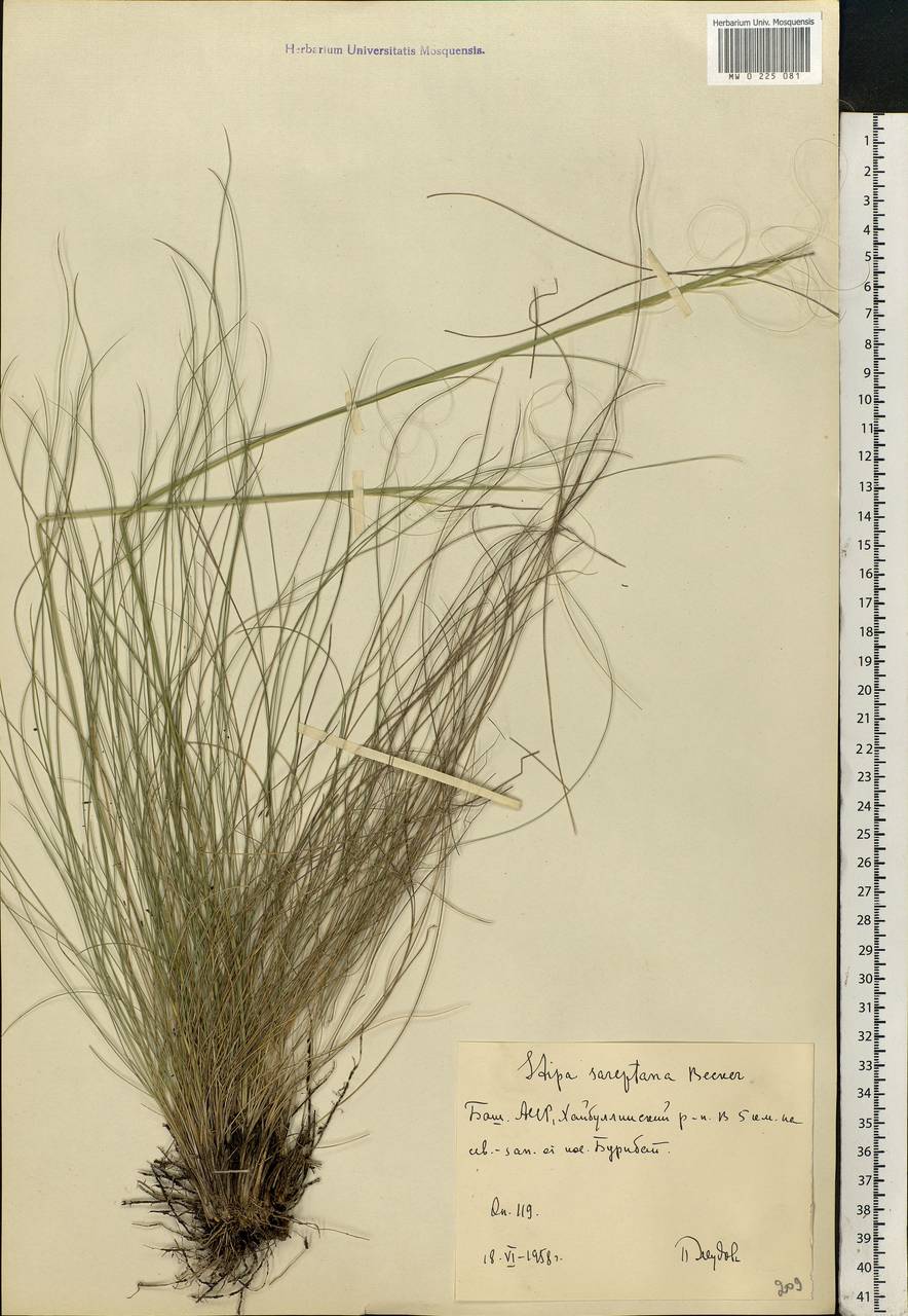 Stipa sareptana Beck, Eastern Europe, Eastern region (E10) (Russia)