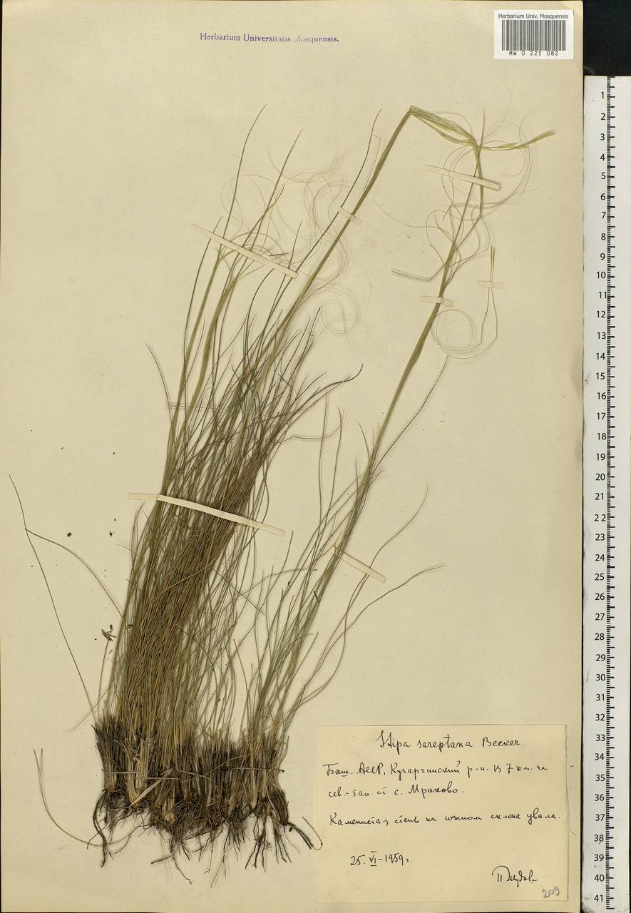 Stipa sareptana Beck, Eastern Europe, Eastern region (E10) (Russia)