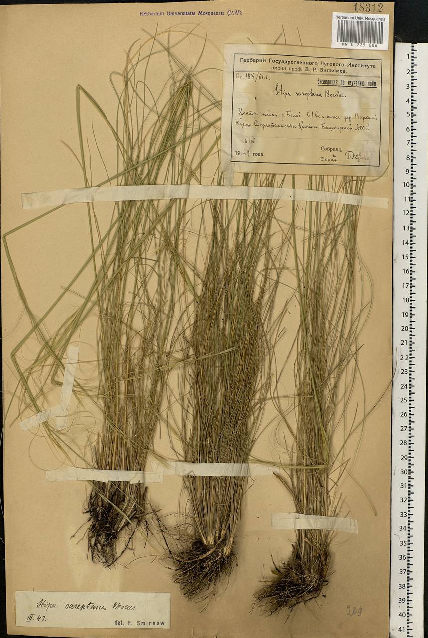 Stipa sareptana Beck, Eastern Europe, Eastern region (E10) (Russia)
