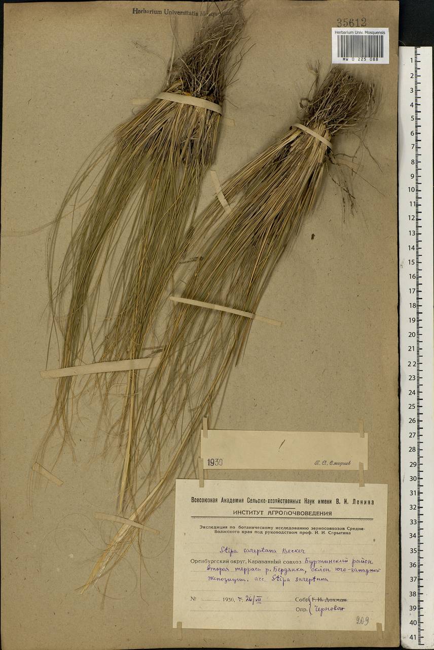 Stipa sareptana A.K.Becker, Eastern Europe, Eastern region (E10) (Russia)