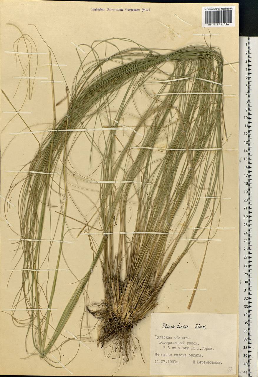 Stipa tirsa Steven, Eastern Europe, Central region (E4) (Russia)