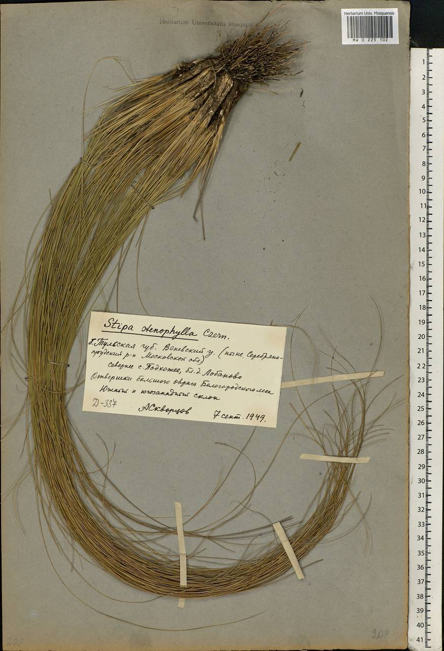 Stipa tirsa Steven, Eastern Europe, Moscow region (E4a) (Russia)