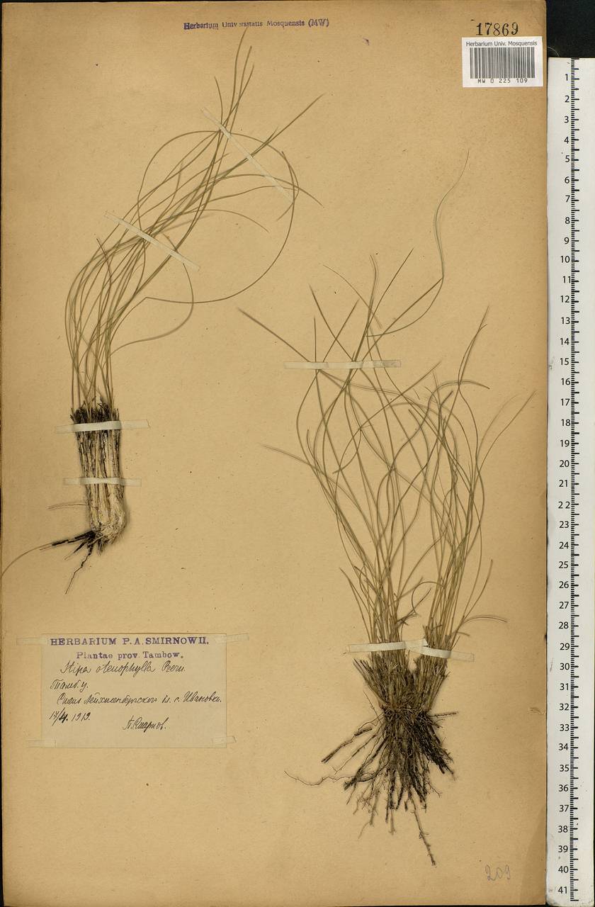 Stipa tirsa Steven, Eastern Europe, Central forest-and-steppe region (E6) (Russia)