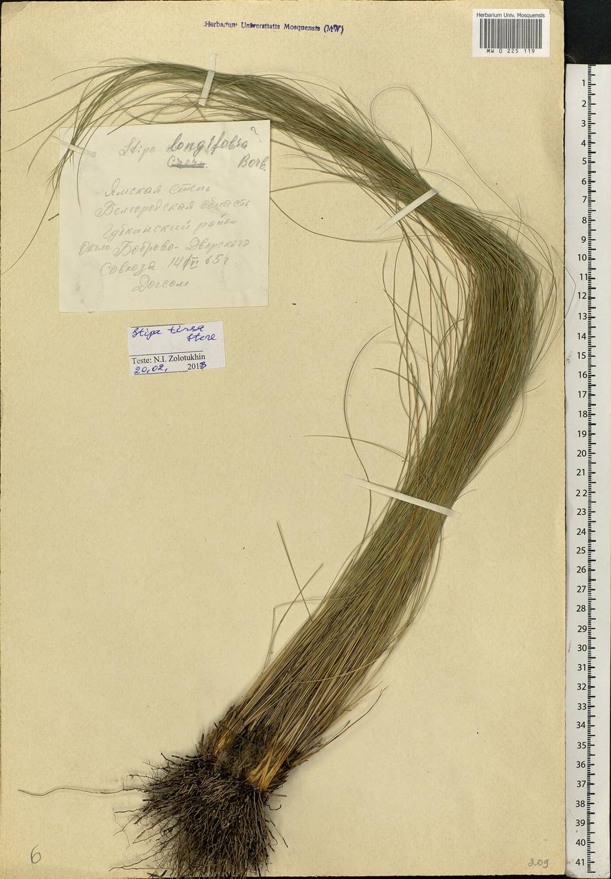 Stipa tirsa Steven, Eastern Europe, Central forest-and-steppe region (E6) (Russia)