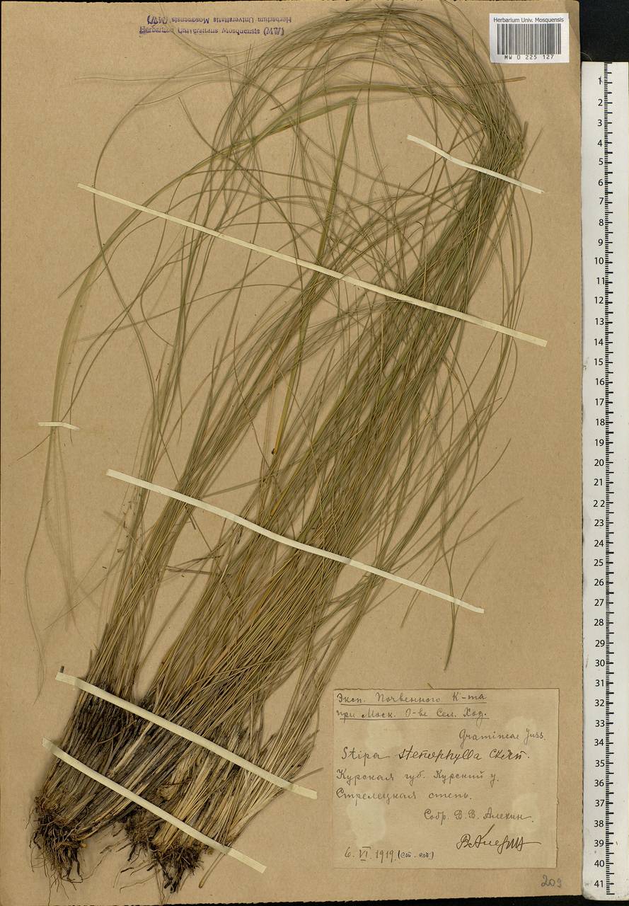 Stipa tirsa Steven, Eastern Europe, Central forest-and-steppe region (E6) (Russia)