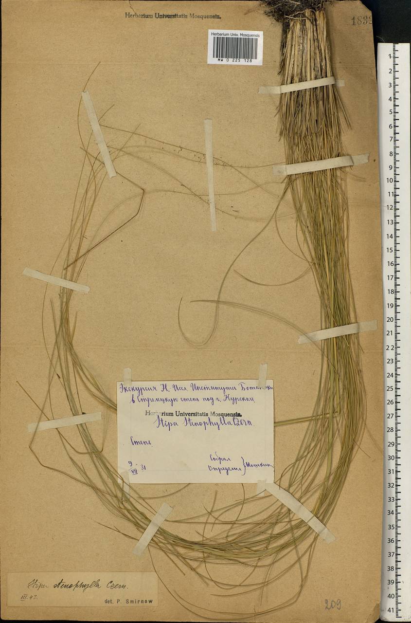 Stipa tirsa Steven, Eastern Europe, Central forest-and-steppe region (E6) (Russia)