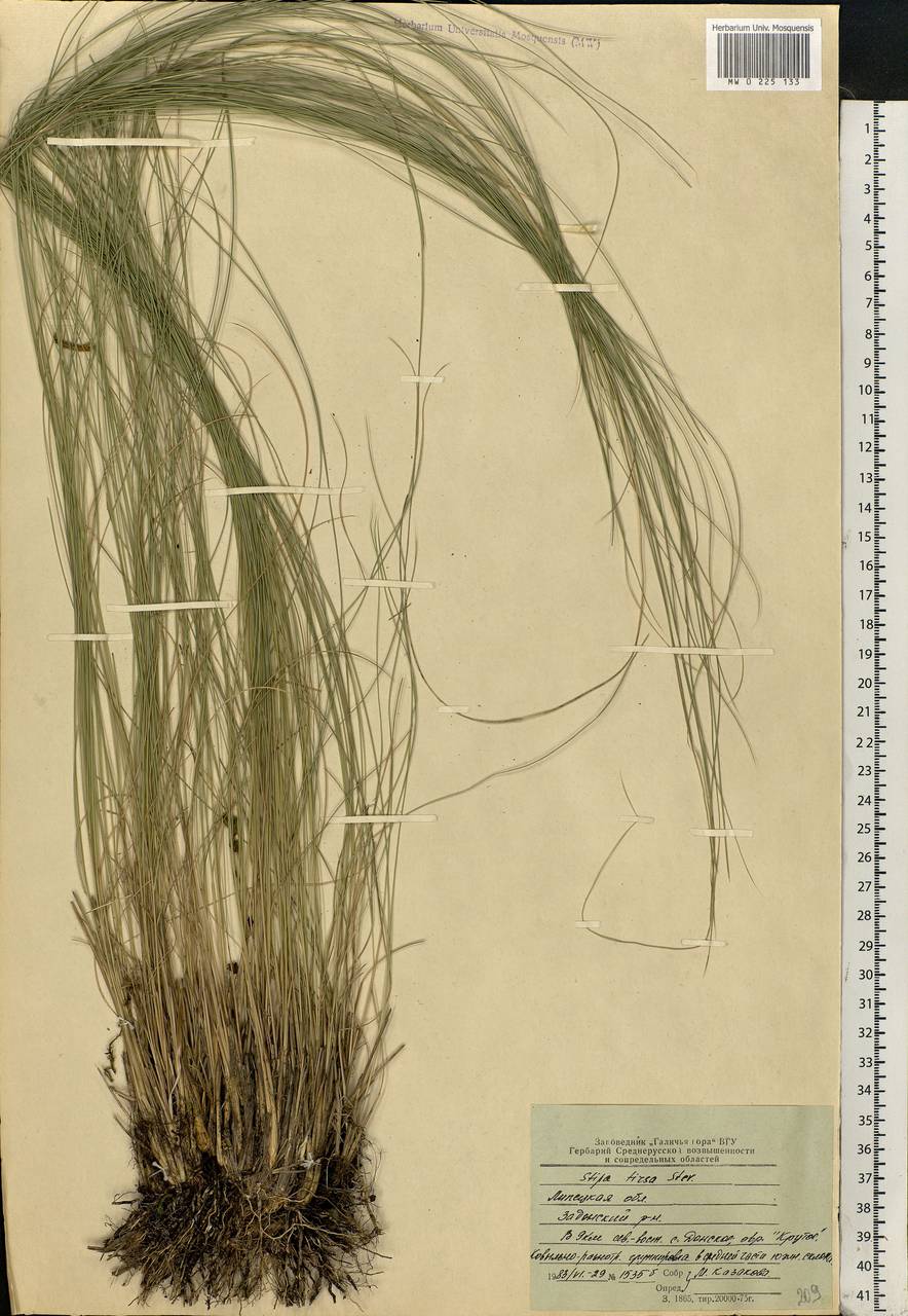 Stipa tirsa Steven, Eastern Europe, Central forest-and-steppe region (E6) (Russia)