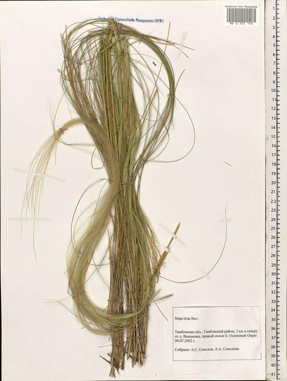 Stipa tirsa Steven, Eastern Europe, Central forest-and-steppe region (E6) (Russia)