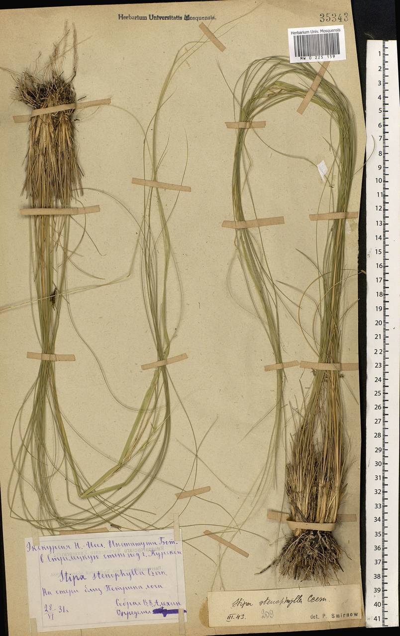 Stipa tirsa Steven, Eastern Europe, Central forest-and-steppe region (E6) (Russia)