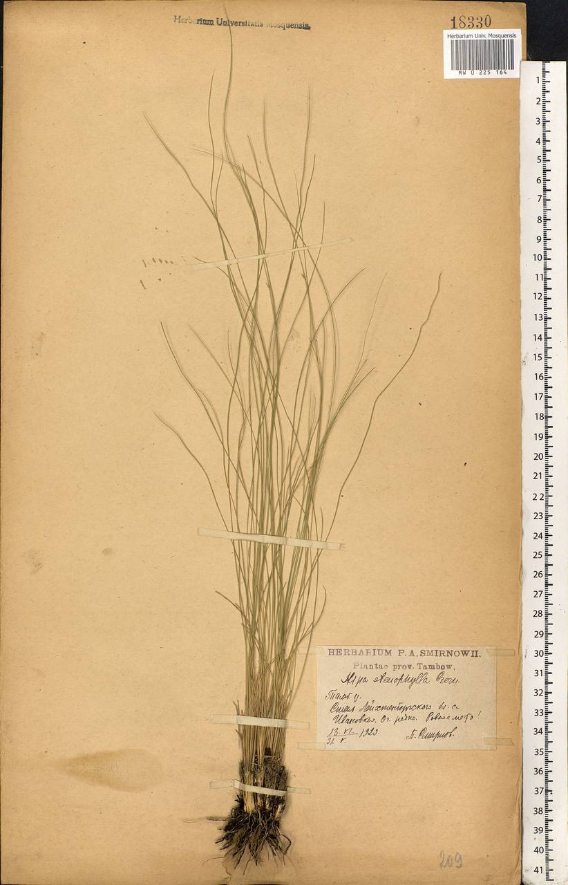 Stipa tirsa Steven, Eastern Europe, Central forest-and-steppe region (E6) (Russia)