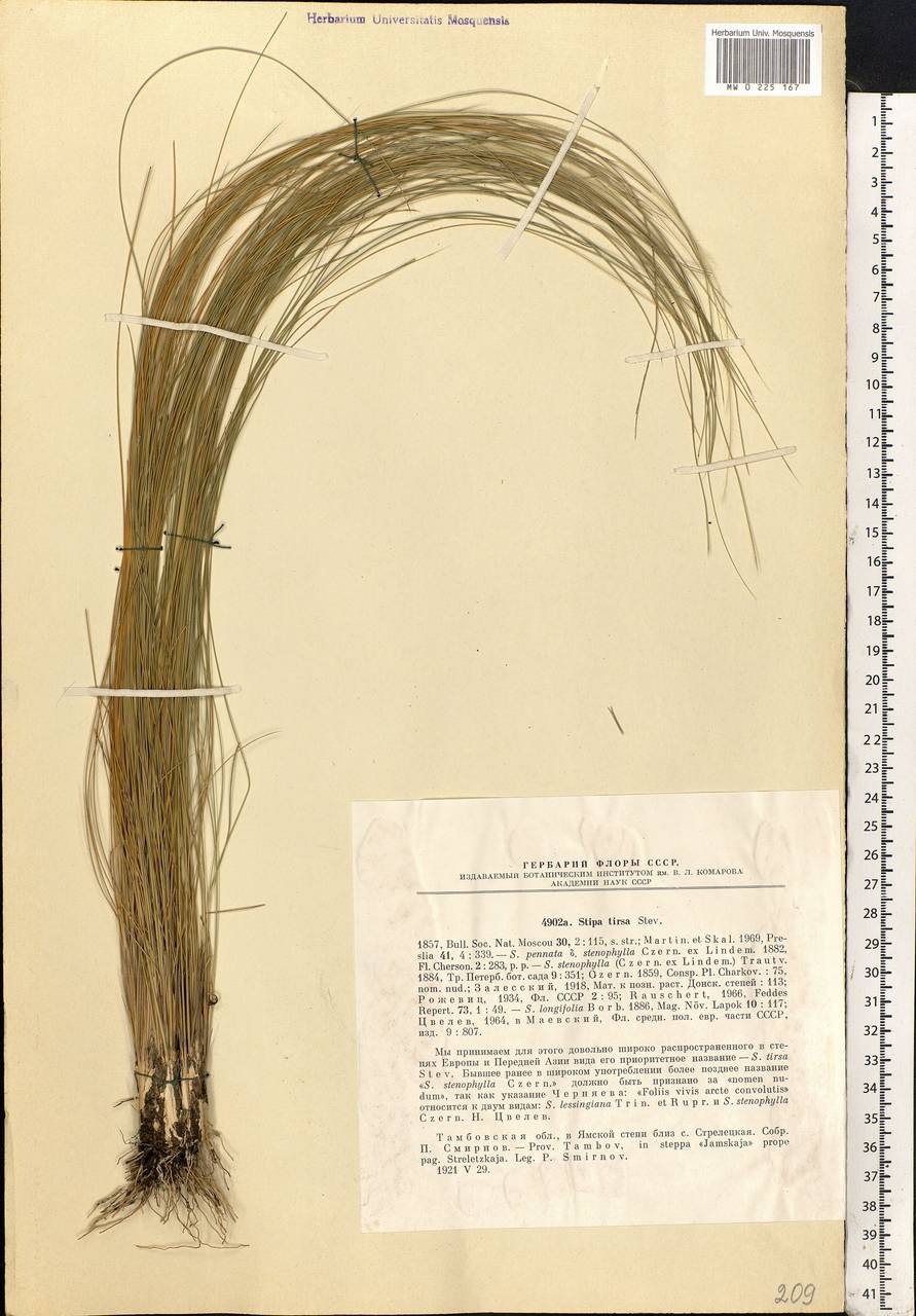 Stipa tirsa Steven, Eastern Europe, Central forest-and-steppe region (E6) (Russia)