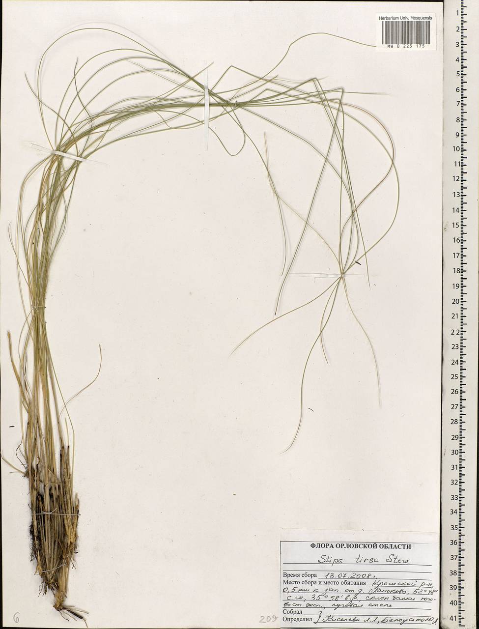 Stipa tirsa Steven, Eastern Europe, Central forest-and-steppe region (E6) (Russia)