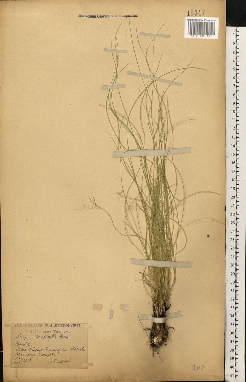 Stipa tirsa Steven, Eastern Europe, Central forest-and-steppe region (E6) (Russia)