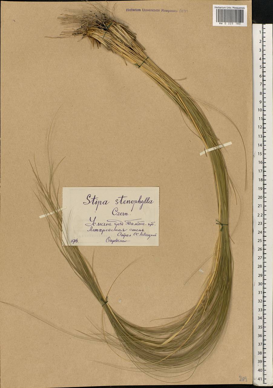 Stipa tirsa Steven, Eastern Europe, Central forest-and-steppe region (E6) (Russia)