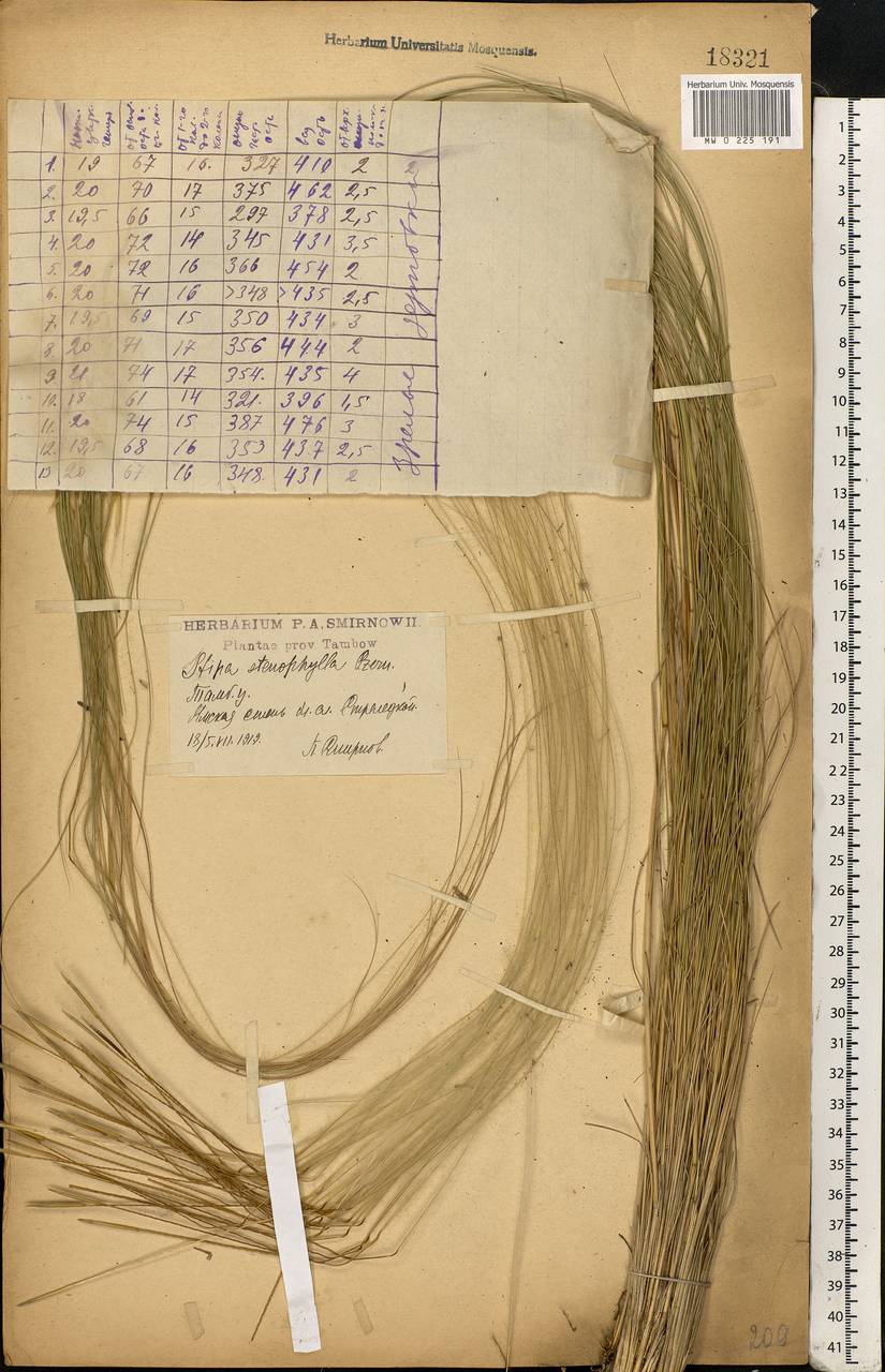 Stipa tirsa Steven, Eastern Europe, Central forest-and-steppe region (E6) (Russia)