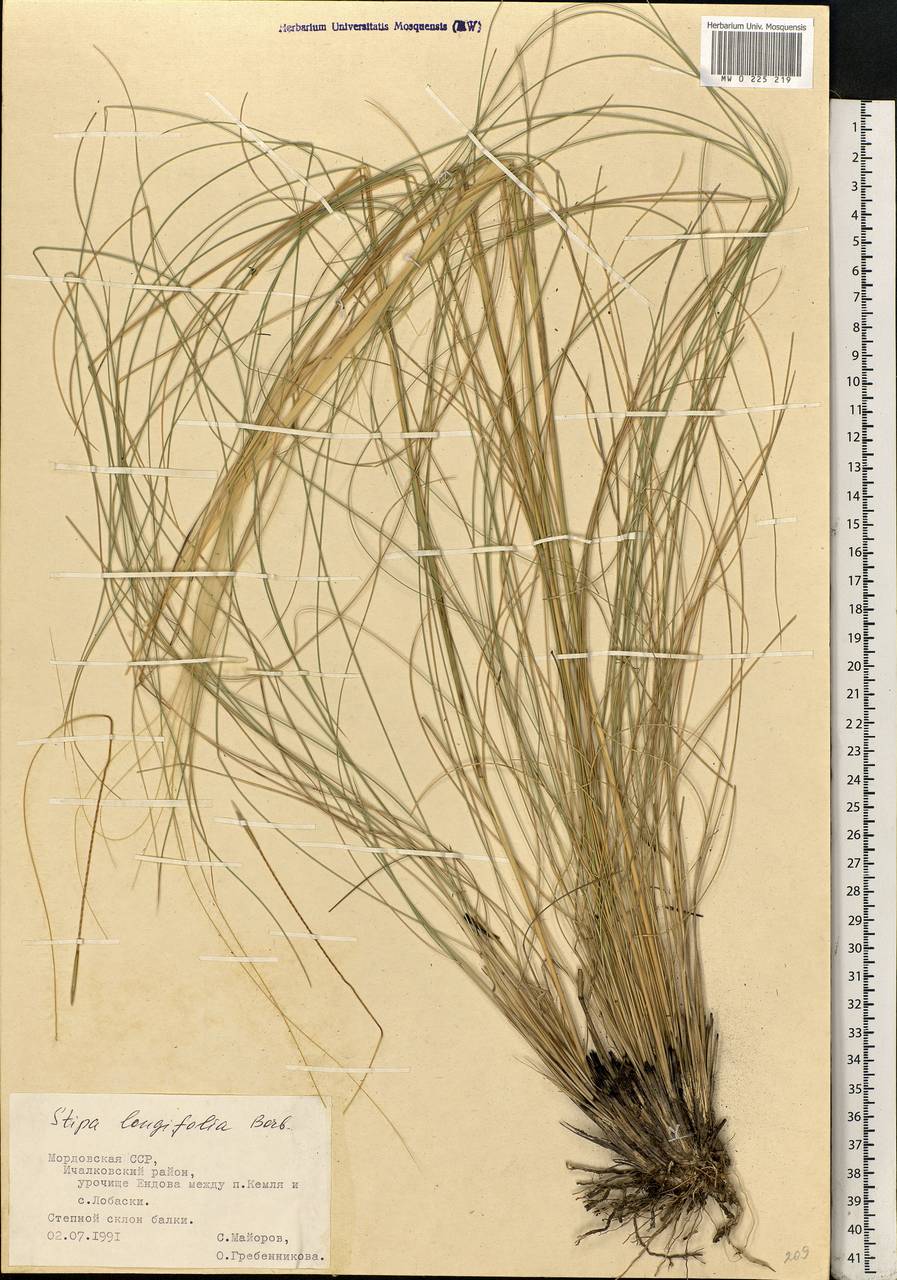Stipa tirsa Steven, Eastern Europe, Middle Volga region (E8) (Russia)