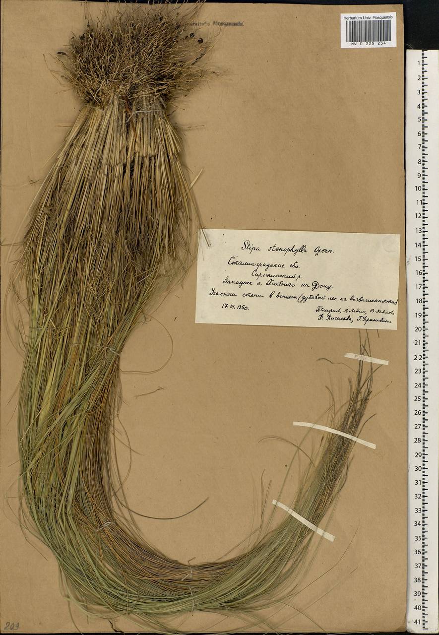 Stipa tirsa Steven, Eastern Europe, Lower Volga region (E9) (Russia)