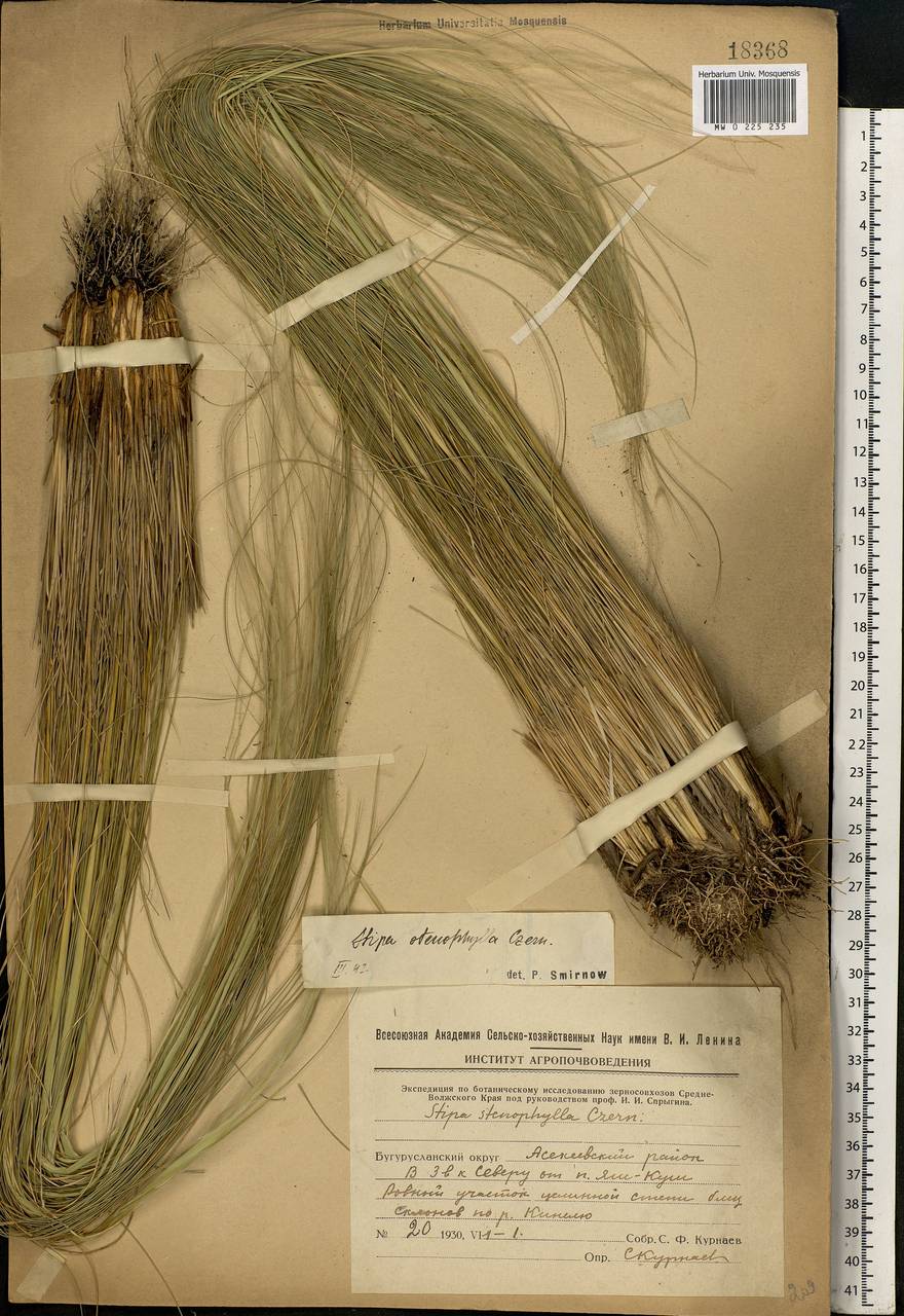 Stipa tirsa Steven, Eastern Europe, Eastern region (E10) (Russia)