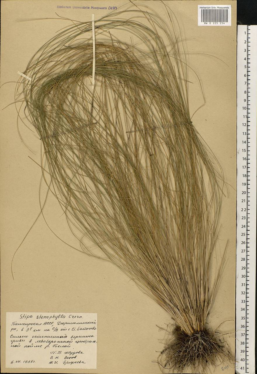Stipa tirsa Steven, Eastern Europe, Eastern region (E10) (Russia)