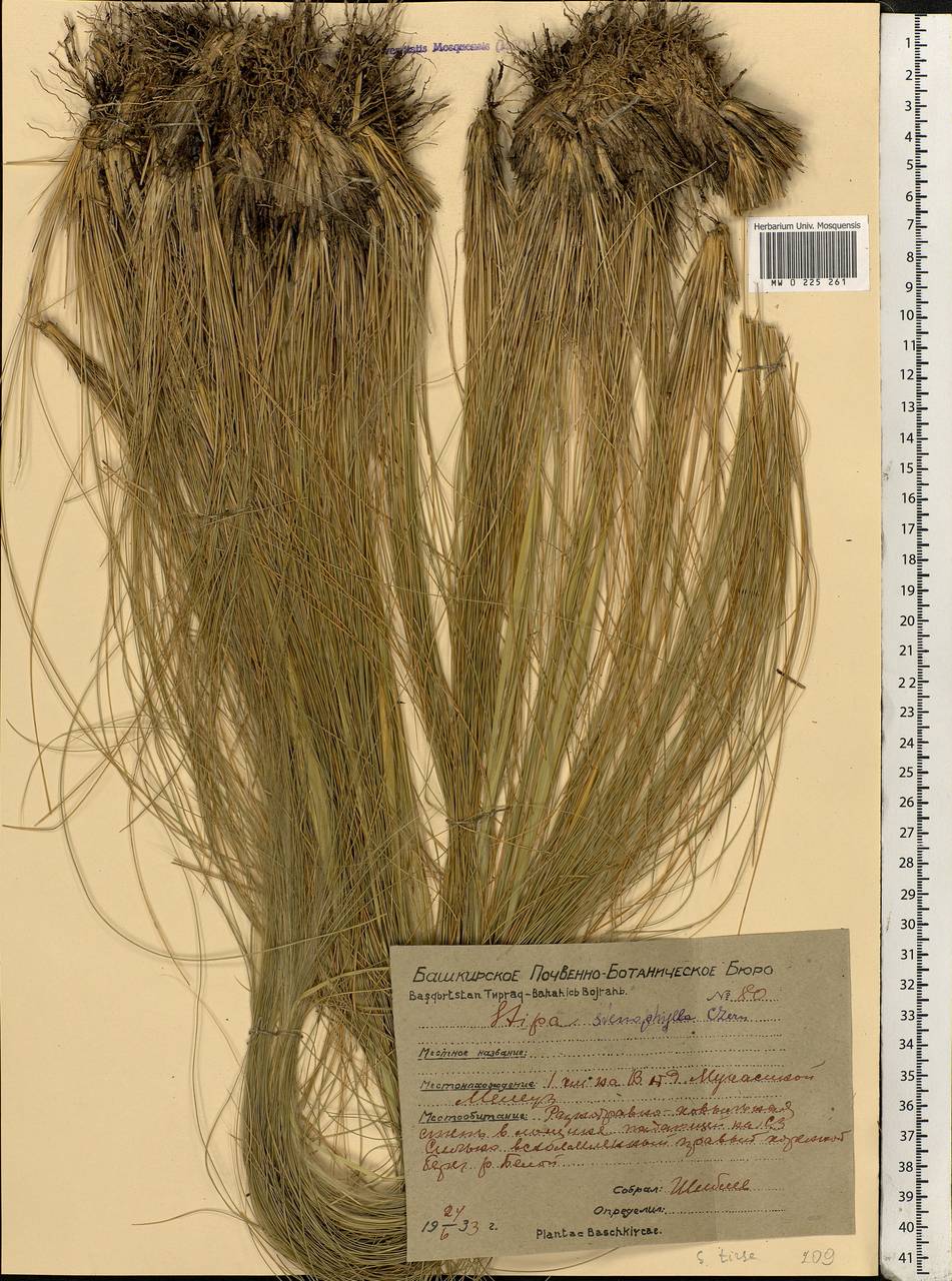 Stipa tirsa Steven, Eastern Europe, Eastern region (E10) (Russia)