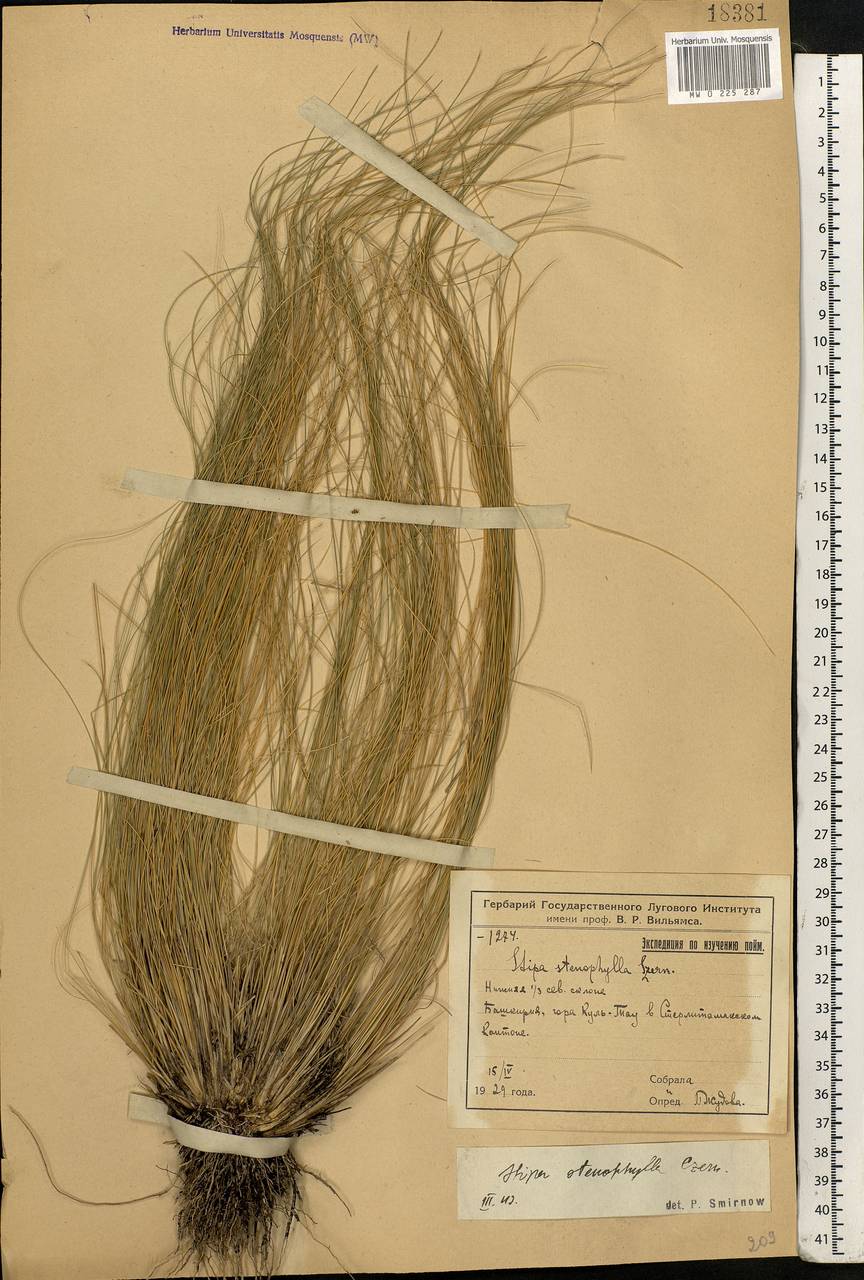 Stipa tirsa Steven, Eastern Europe, Eastern region (E10) (Russia)