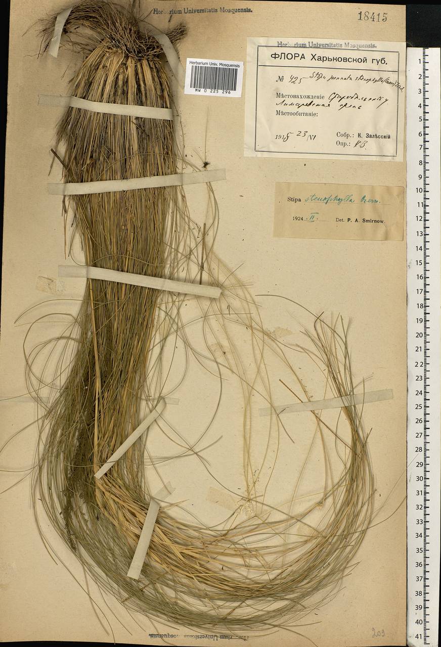 Stipa tirsa Steven, Eastern Europe, North Ukrainian region (E11) (Ukraine)