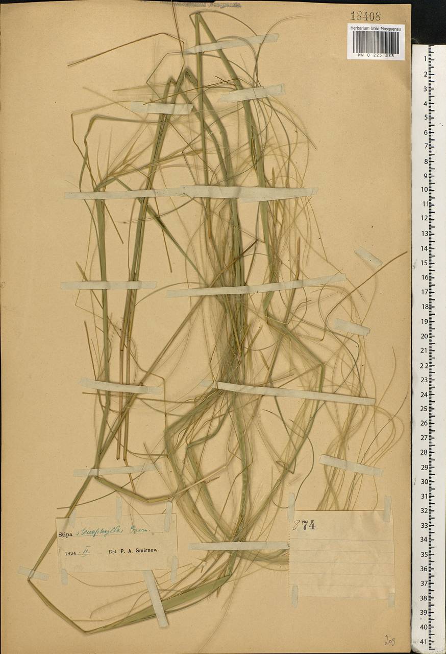 Stipa tirsa Steven, Eastern Europe, North Ukrainian region (E11) (Ukraine)