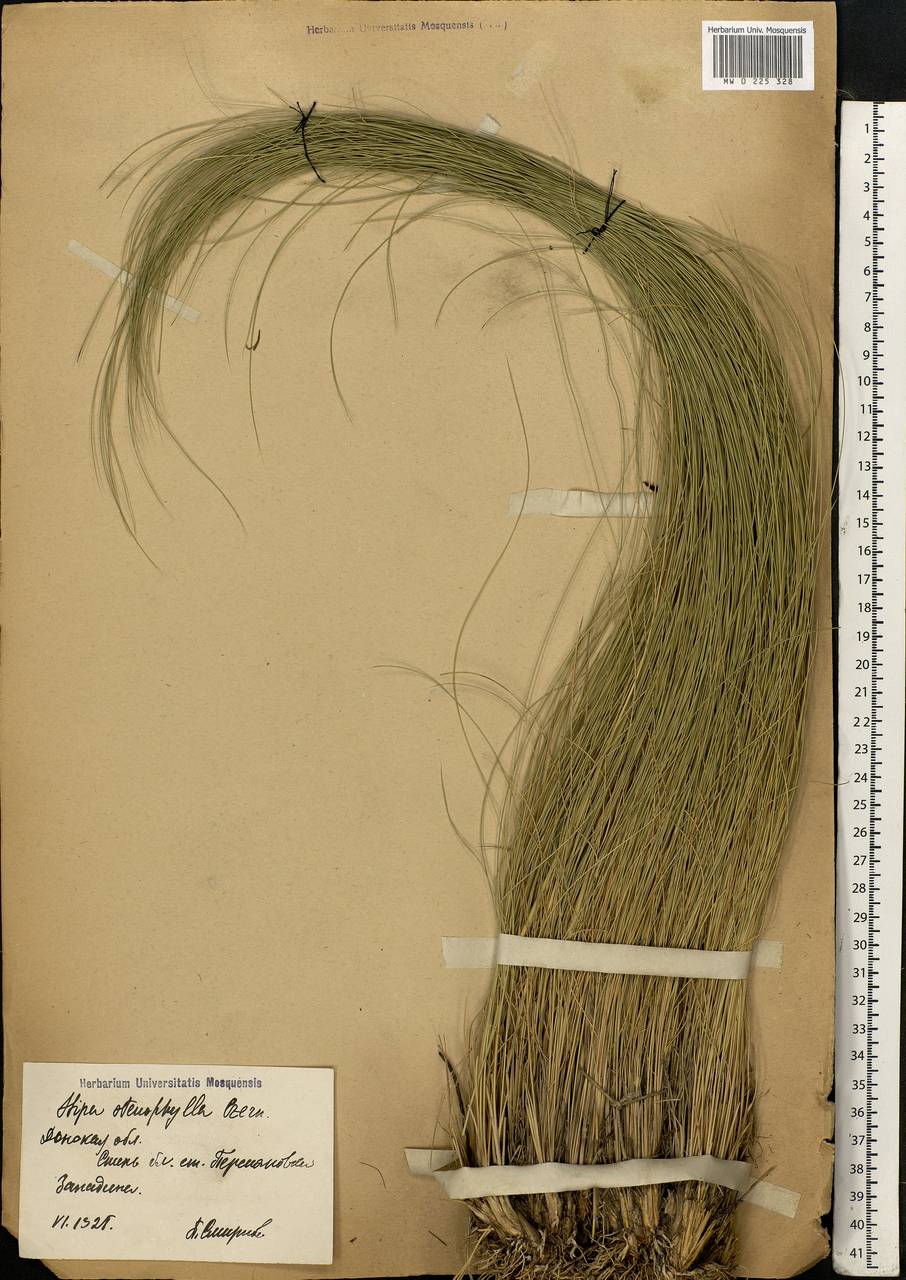 Stipa tirsa Steven, Eastern Europe, Rostov Oblast (E12a) (Russia)