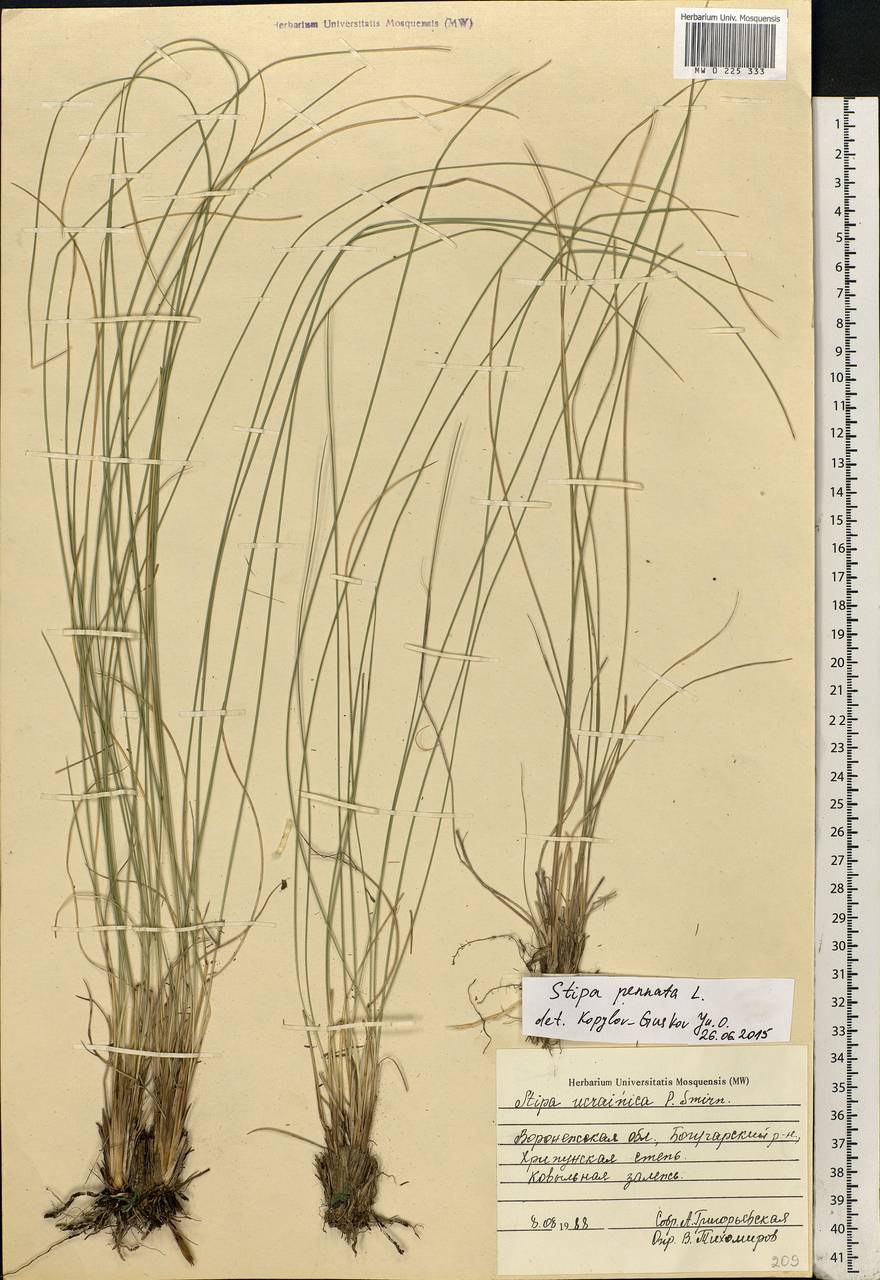 Stipa pennata L., Eastern Europe, Central forest-and-steppe region (E6) (Russia)