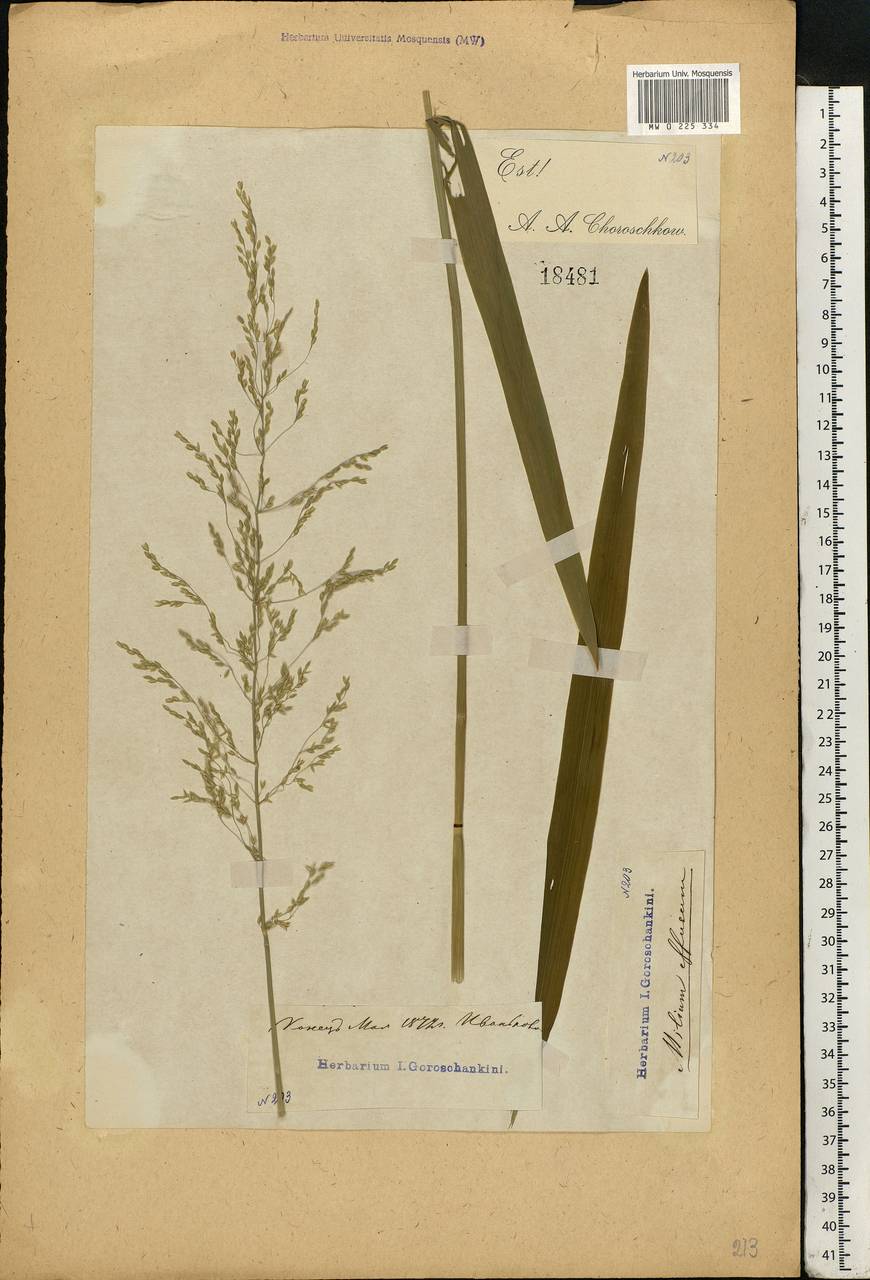 Milium effusum L., Eastern Europe, Moscow region (E4a) (Russia)