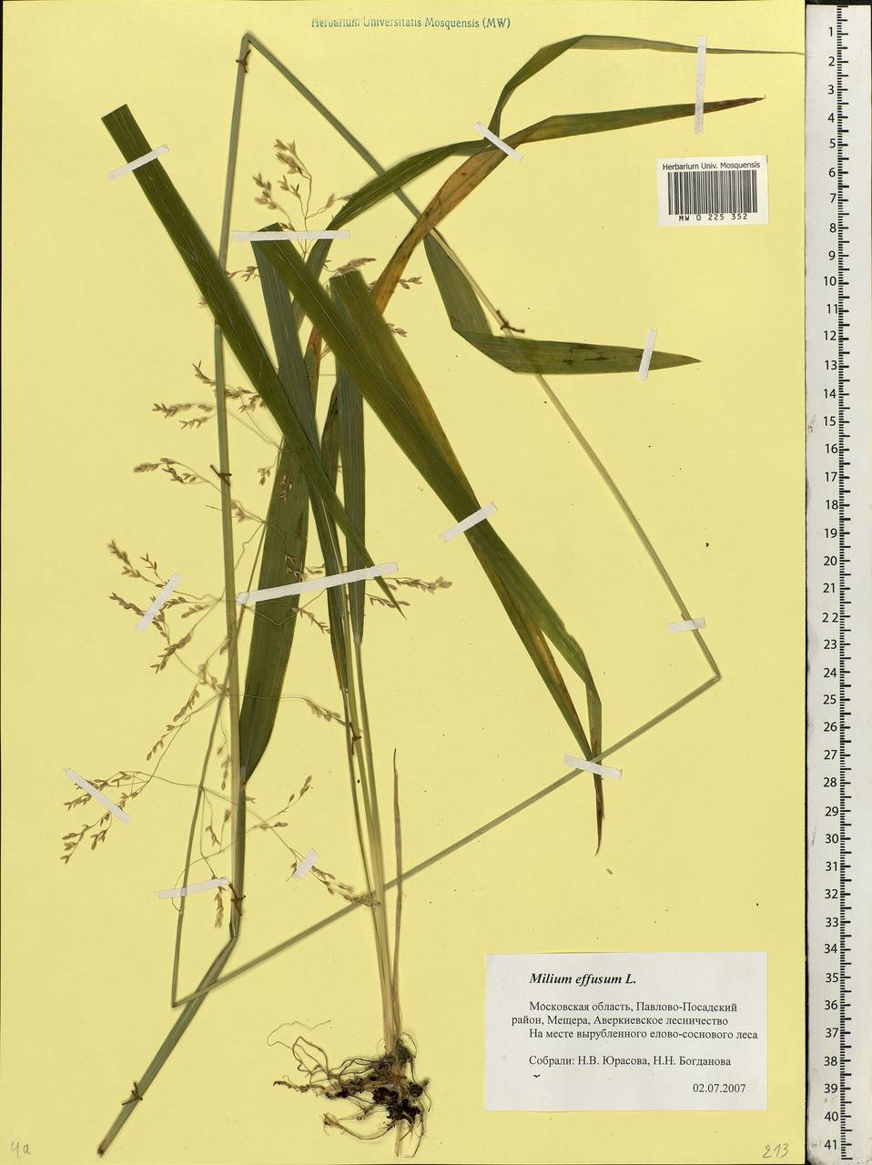 Milium effusum L., Eastern Europe, Moscow region (E4a) (Russia)