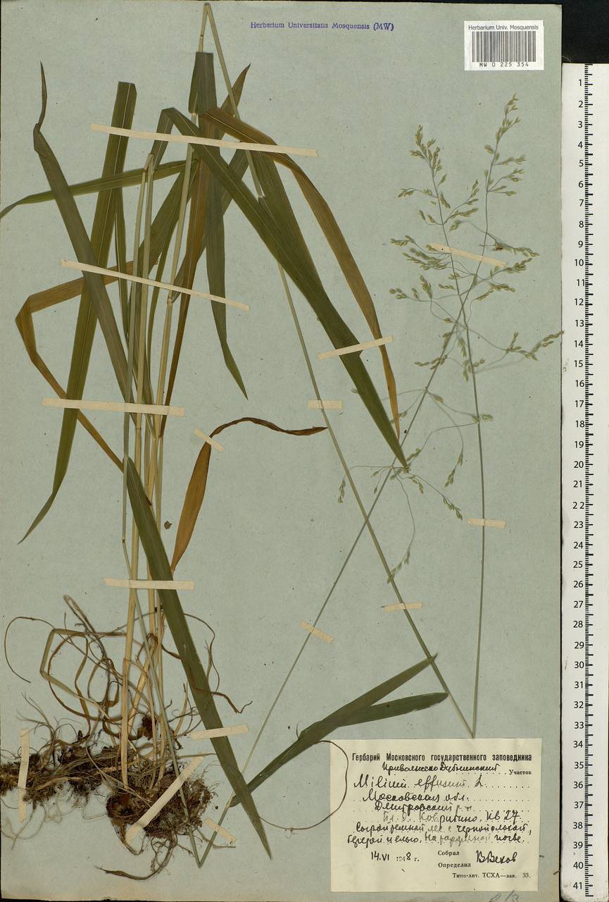 Milium effusum L., Eastern Europe, Moscow region (E4a) (Russia)