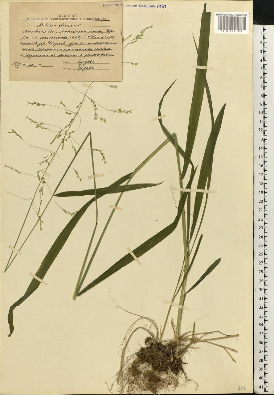 Milium effusum L., Eastern Europe, Moscow region (E4a) (Russia)