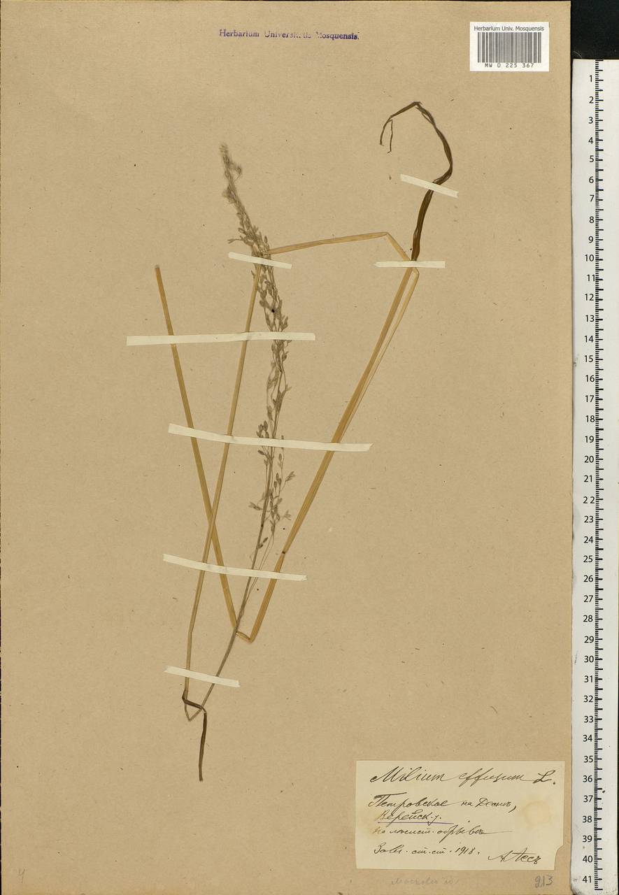 Milium effusum L., Eastern Europe, Moscow region (E4a) (Russia)