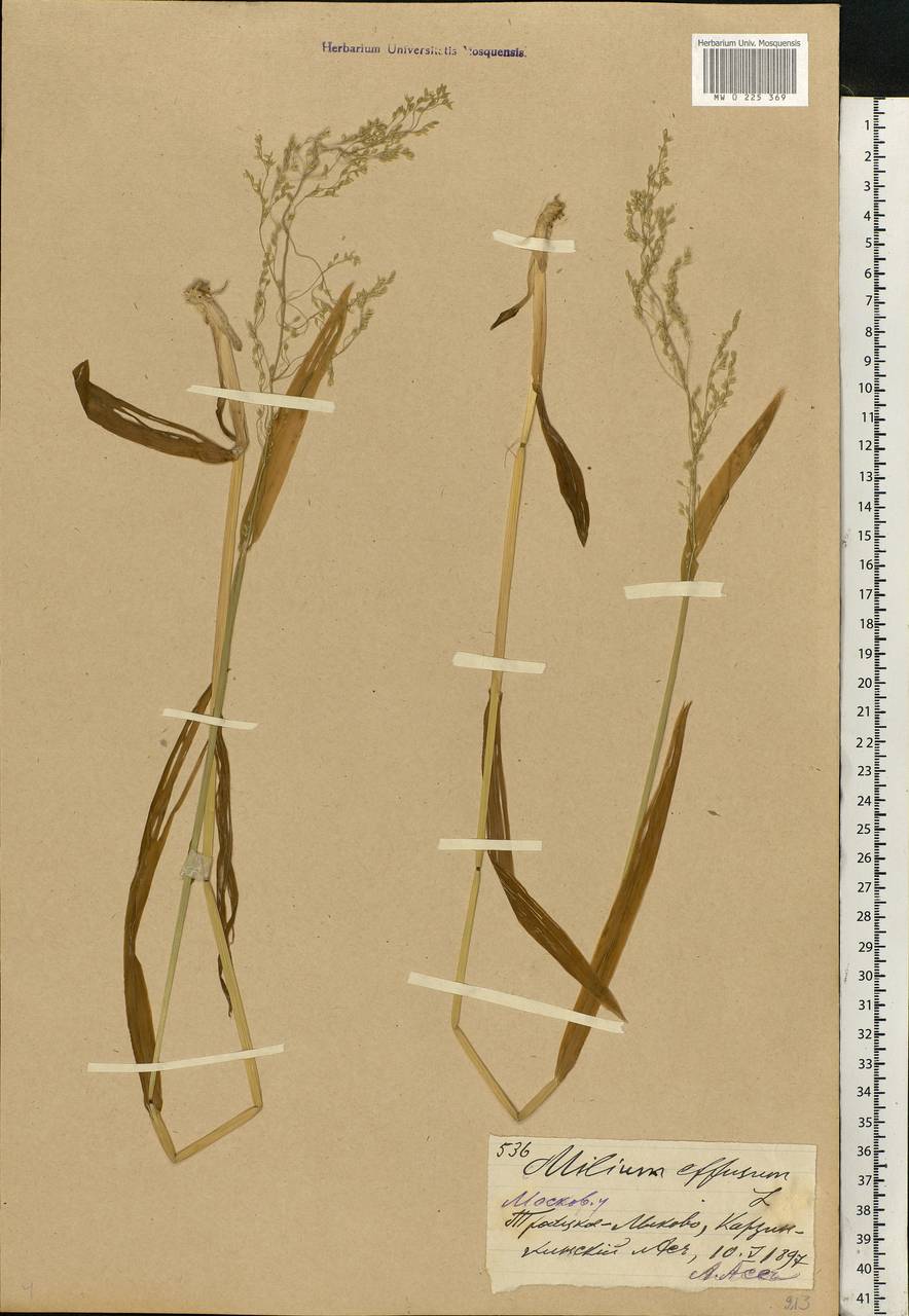 Milium effusum L., Eastern Europe, Moscow region (E4a) (Russia)