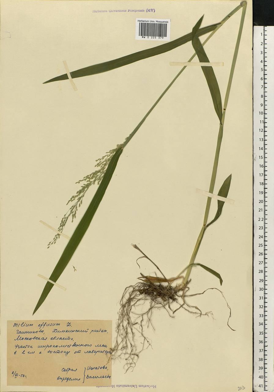 Milium effusum L., Eastern Europe, Moscow region (E4a) (Russia)