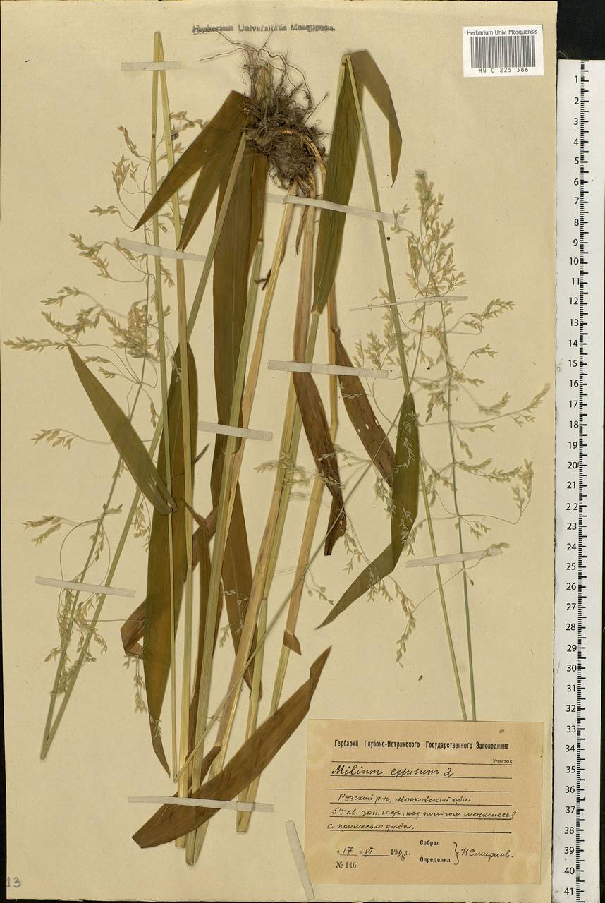 Milium effusum L., Eastern Europe, Moscow region (E4a) (Russia)