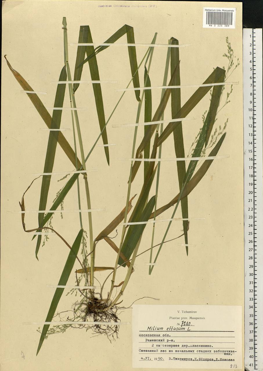 Milium effusum L., Eastern Europe, Moscow region (E4a) (Russia)