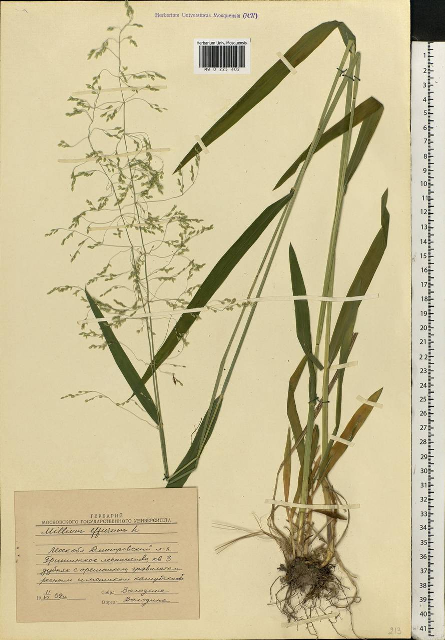 Milium effusum L., Eastern Europe, Moscow region (E4a) (Russia)