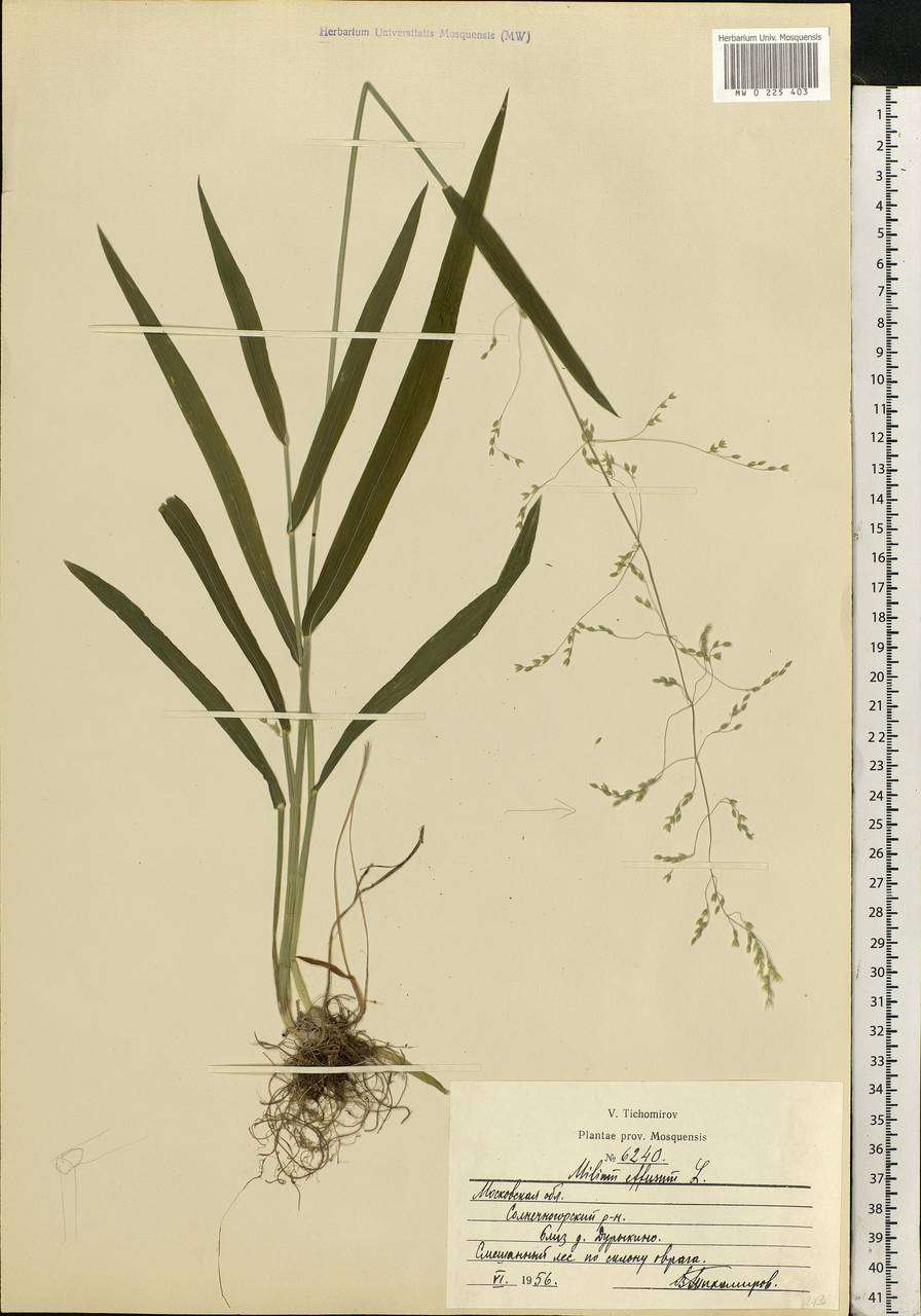 Milium effusum L., Eastern Europe, Moscow region (E4a) (Russia)