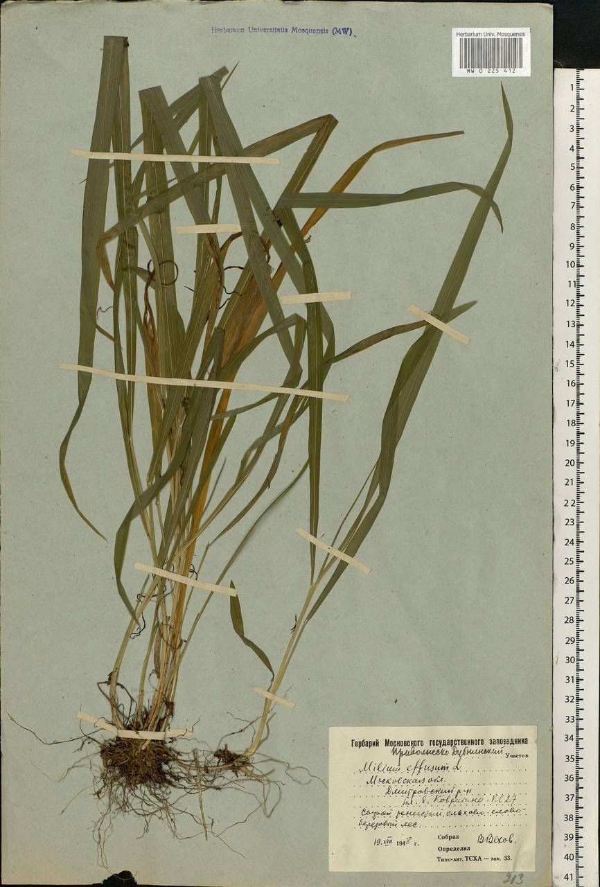 Milium effusum L., Eastern Europe, Moscow region (E4a) (Russia)
