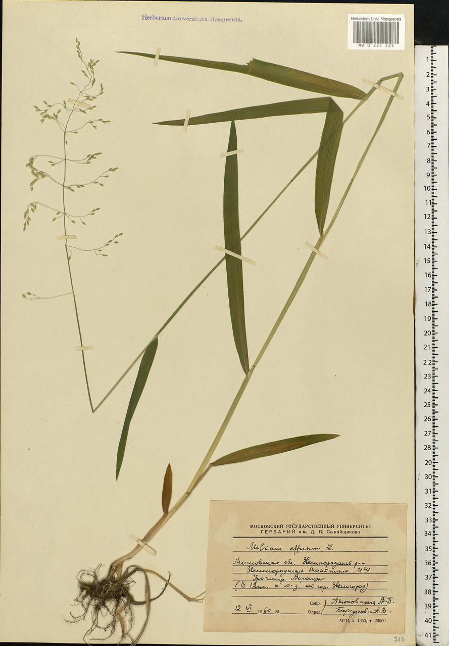 Milium effusum L., Eastern Europe, Moscow region (E4a) (Russia)