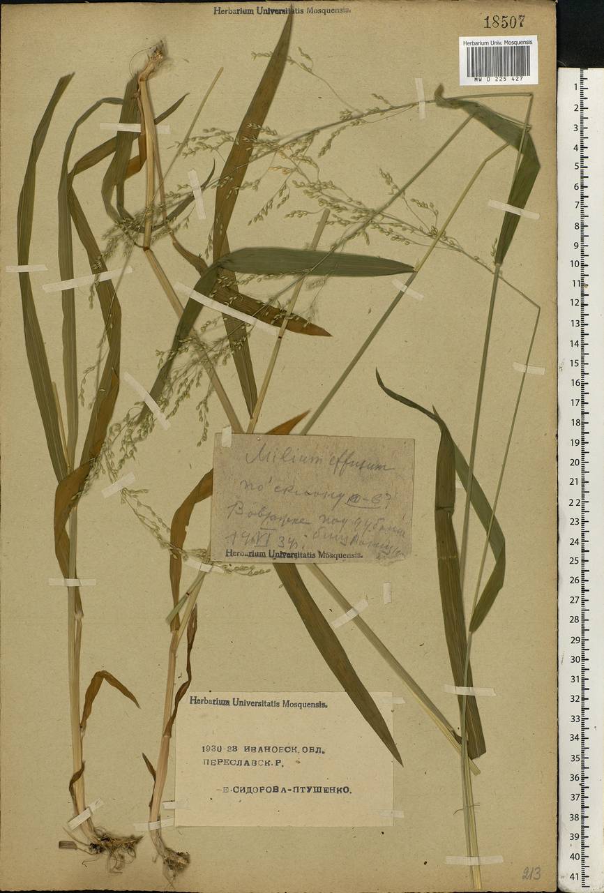 Milium effusum L., Eastern Europe, Central forest region (E5) (Russia)