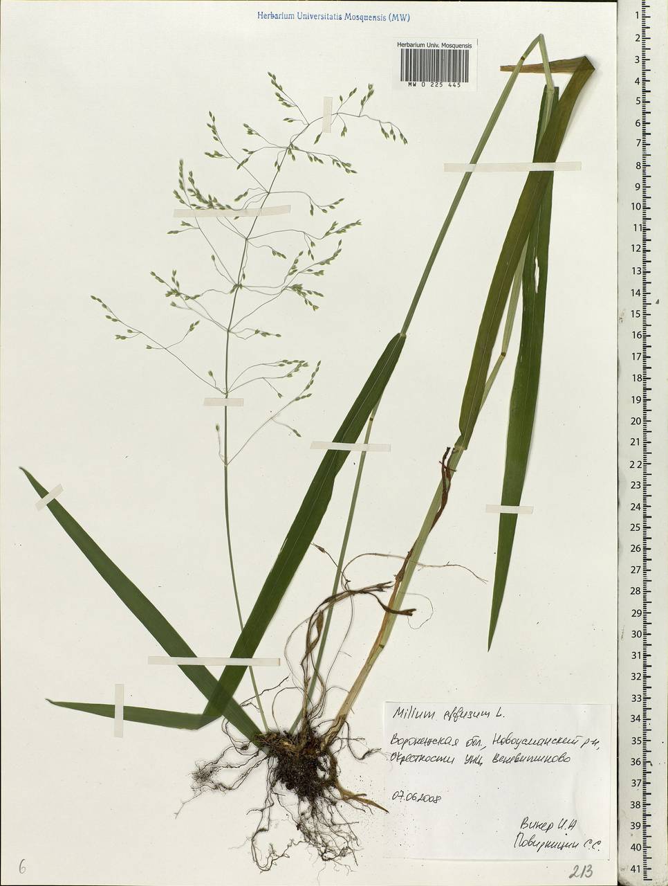 Milium effusum L., Eastern Europe, Central forest-and-steppe region (E6) (Russia)