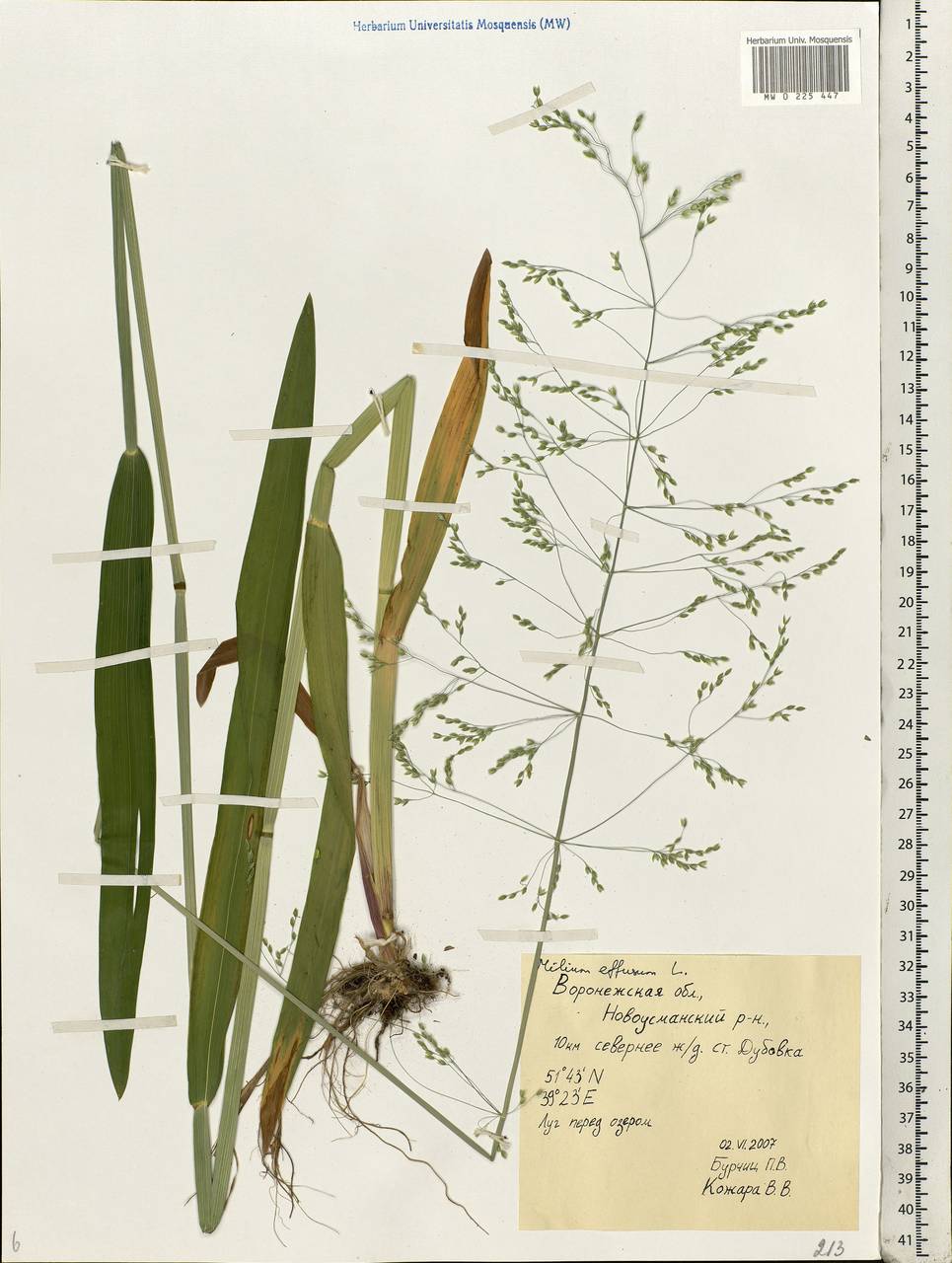 Milium effusum L., Eastern Europe, Central forest-and-steppe region (E6) (Russia)